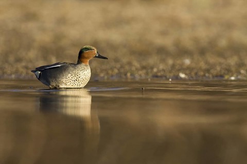 Eurasian Teal (Anas crecca) male, Castile-La Mancha, Spain