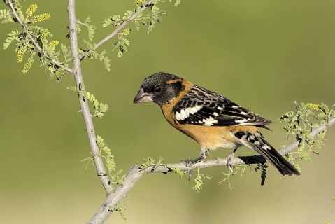Black-headed Grosbeak (Pheucticus melanocephalus) male, Texas, USA