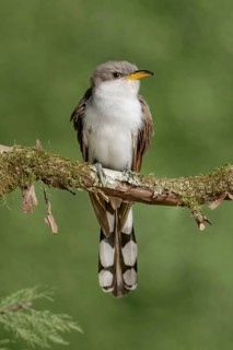 Yellow-billed Cuckoo (Coccyzus americanus) perched on a branch, Texas, USA