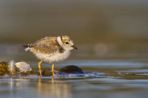 Little Ringed Plover (Charadrius dubius) chick, North Rhine-Westphalia, Germany