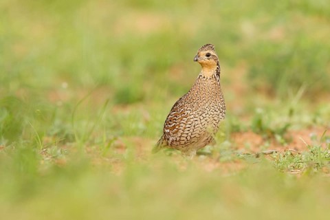 Northern Bobwhite (Colinus virginianus) female, Texas, USA