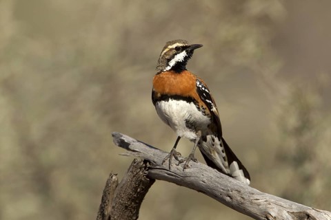 Chestnut-breasted Quail-thrush (Cinclosoma castaneothorax) male, Queensland, Australia