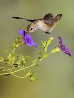Anna's Hummingbird Female (Calypte anna) - Victoria BC, Canada