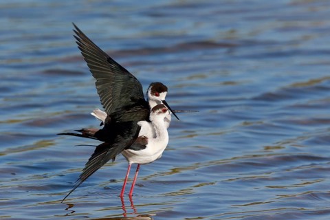 Black-winged Stilt (Himantopus himantopus) pair mating, Greece