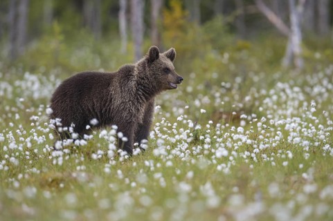 Eurasian Brown Bear (Ursus arctos) cub in white cottongrass, Finland