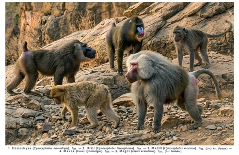 Chart monkeys, Mandrill (Mandrillus sphinx), Drill (Mandrillus leucophaeus), Barbary macaque