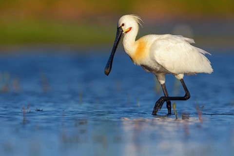 Spoonbill, (Platalea leucorodia), foraging, family of ibises and spoonbills, foraging, biotope,