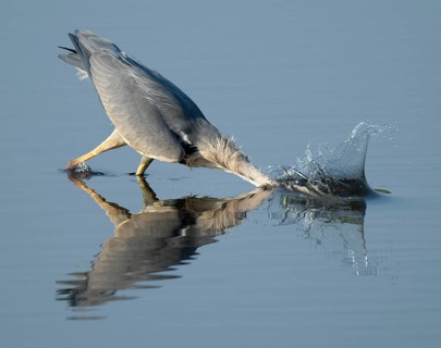 Grey heron (Ardea cinerea) foraging in the shallow water zone of a lake, blue water, Lower Saxony,