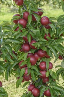 Columnar apple (Malus domestica 'Sunlight'), State Research Centre for Agriculture and Fisheries,