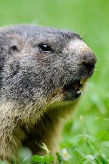 Marmot sits in the grass and seems to be attentive, surrounded by lush greenery, Alpine Marmot