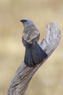 Apostlebird (Struthidea cinerea), Victoria, Australia