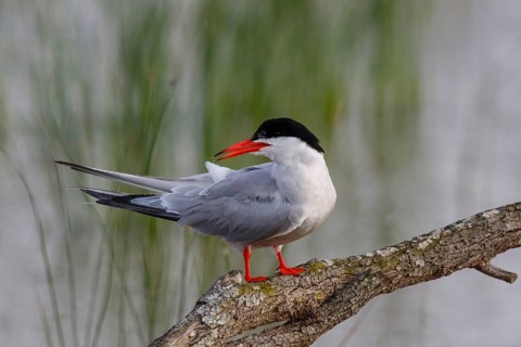 Common Tern (Sterna hirundo), Spain