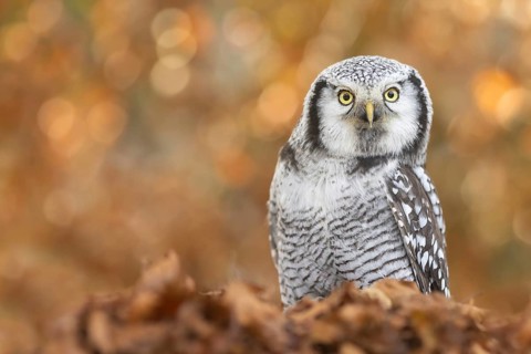 Northern Hawk-Owl (Surnia ulula) captive, Bavaria, Germany