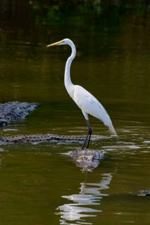 A calm heron stands on a crocodile in the water with a reflection, Great Egret (Egretta alba),