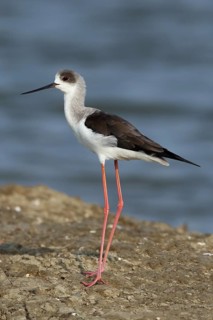 Black-winged Stilt (Himantopus himantopus), Thailand