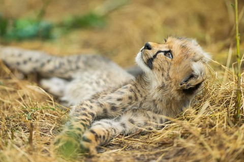 Cheetah (Acinonyx jubatus) youngster lying on a meadow, captive, occurrence Africa