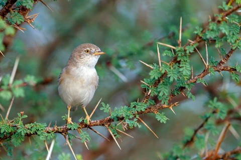 Desert warbler, (Sylvia nana deserti), animals, birds, biotope, habitat, perch, songbird, warbler