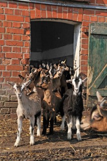 Goats (Capra aegagrus f. hircus) . Goat lambs in front of a stable door, organic farm, Othenstorf,