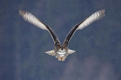Flying Eurasian Eagle owl with open wings with snow flake in snowy forest during cold winter.