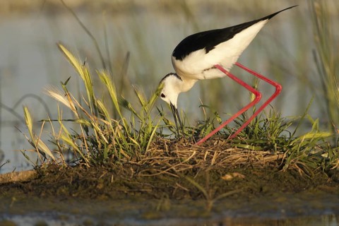 Black-winged Stilt (Himantopus himantopus), Castile-La Mancha, Spain