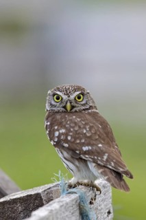 Little owl, (Athene noctua), perch, small owl, family of true owls, biotope, habitat, perch,