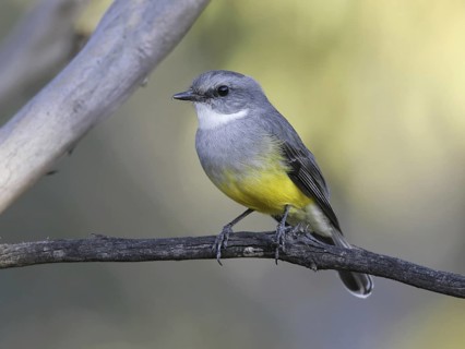 Western Yellow Robin (Eopsaltria griseogularis), South Australia, Australia