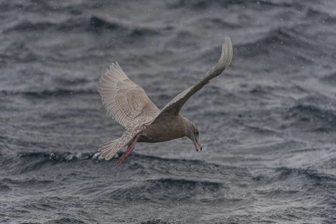 Glaucous Gull (Larus hyperboreus) juvenile flying, Iceland