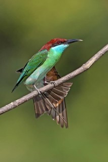 Blue-throated Bee-eater (Merops viridis) perched on a branch, stretching wing, Penang, Malaysia