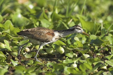 Northern Jacana (Jacana spinosa), Costa Rica