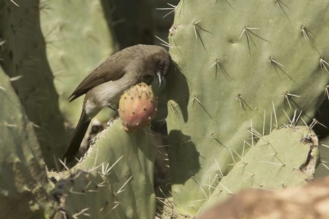 Common Bulbul (Pycnonotus barbatus), Morocco