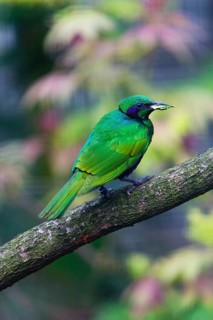 Emerald Starling (Lamprotornis iris), adult bird perched on a branch with nest material in its