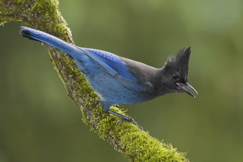 Steller's Jay (Cyanocitta stelleri), British Columbia, Canada