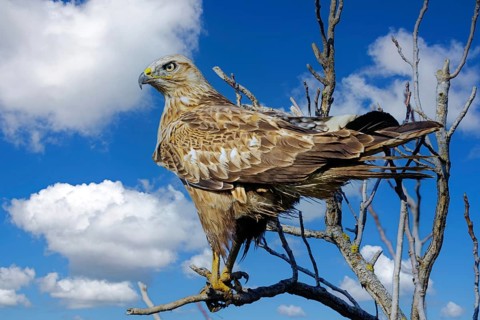 An eagle buzzard looking for prey, (Buteo rufinus) Israel, Near East, Middle East