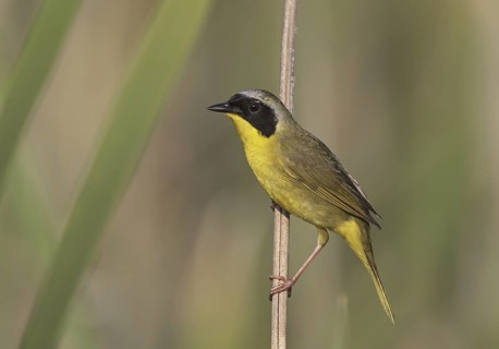 Common Yellowthroat (Geothlypis trichas), Ohio, USA