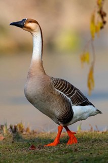 Swan goose, (Anser cygnoides), field goose, duck family, Europe, Luisenpark, Mannheim,