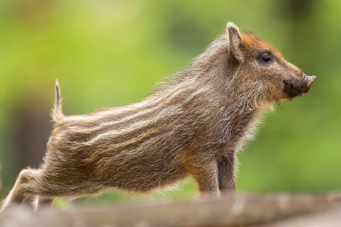 Wild boar (Sus scrofa) piglet standing in a forest, Bavaria, Germany