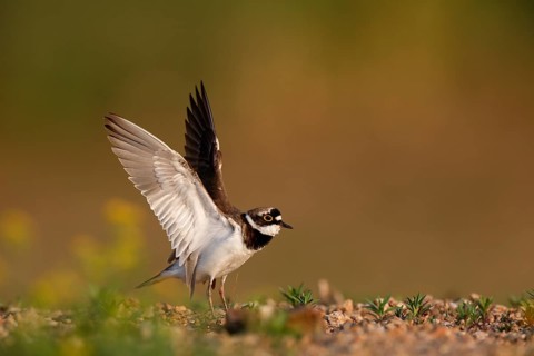 Little Ringed Plover (Charadrius dubius) flapping, Saxony-Anhalt, Germany