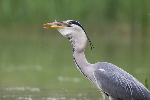 Grey Heron (Ardea cinerea) eating fish, Serbia