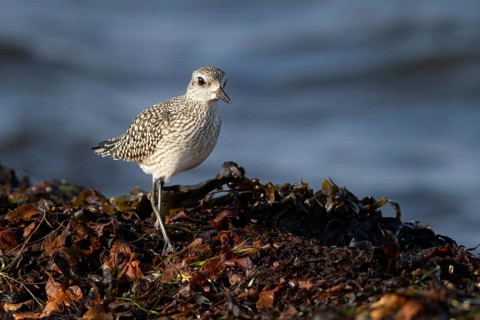 Grey Plover (Pluvialis squatarola) foraging, Smaland, Sweden
