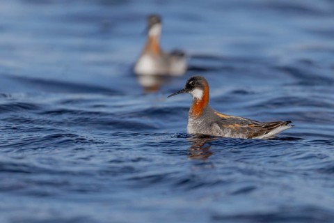 Odin's chicken (Phalaropus lobatus), in splendour, hunting insect larvae, Vadsö, Varangerfjord,