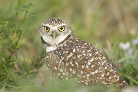 Burrowing Owl (Athene cunicularia), Florida, USA