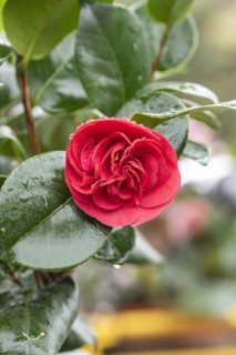 Camellia (Camellia japonica 'Lady Campbell'), Cambridge Botanical Garden, Germany