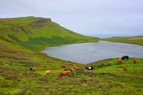 Green hills with cows grazing peacefully next to a calm lake under a cloudy sky, Loch Mor