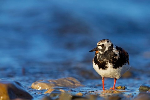 Turnstone, (Arenaria interpres), animals, birds, snipe family, biotope, habitat, foraging,