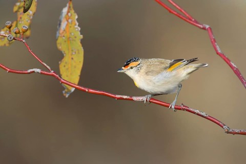 Red-browed Pardalote (Pardalotus rubricatus), Northern Territory, Australia