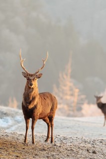 A Japanese sika deer stag and a hind (Cervus nippon nippon) stand on a meadow in hilly terrain. A