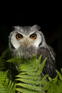 Southern White-faced Owl (Ptilopsis granti) captive, Germany