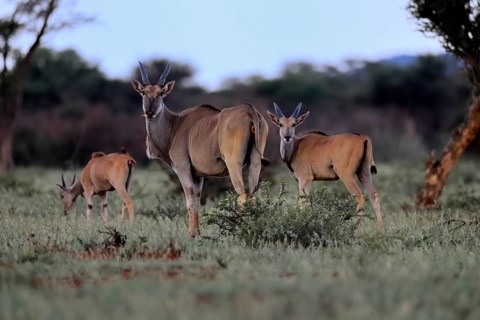 Eland (Taurotragus oryx), adult, group, with young, alert, foraging, Mokala National Park, Northern