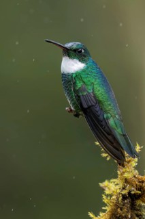 White-throated Hummingbird (Leucochloris albicollis) perched on a branch in the Atlantic Rainforest