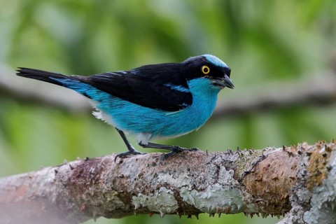 Black-faced Dacnis (Dacnis lineata) perched on a branch in Ecuador